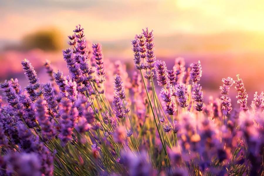 lavender in a field at sunset